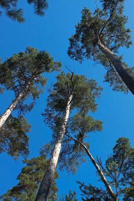 Forêt domaniale des  Élieux