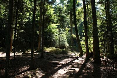 Forêt domaniale des  Élieux