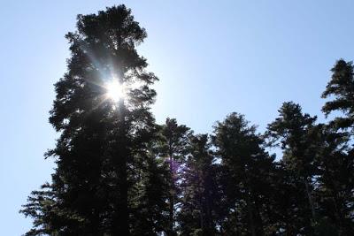 Forêt domaniale des  Élieux