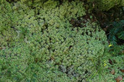 Forêt domaniale des  Élieux