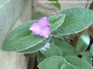 Bouture de tradescantia silla Montana