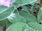 Bouture tradescantia silla Montana