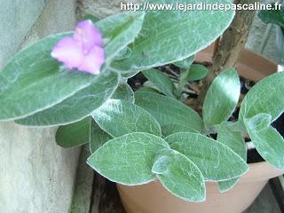 Bouture de tradescantia silla Montana