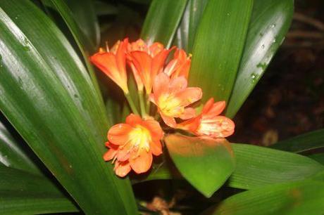 4 clivia 14 sept 2013 009.jpg