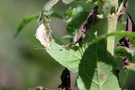 1 pyrale eup romi 1 sept 2013 033 (5).jpg