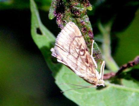 2 pyrale eup romi 1 sept 2013 035.jpg