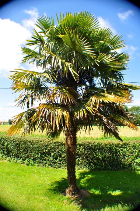 Palmier de Jardin