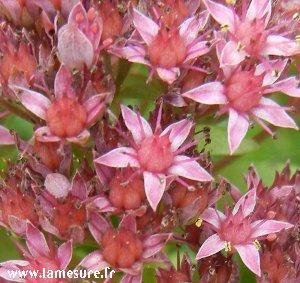 OrpinAcreDetail300lm