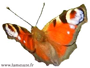 110901papillon300lm