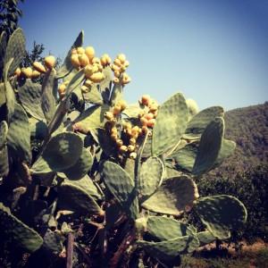 img_3665-300x300 hisaronu