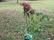 Heptacodium miconioides