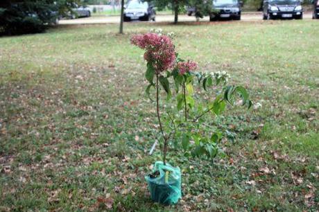 1 heptacodium barres 8 oct  2011 182.jpg