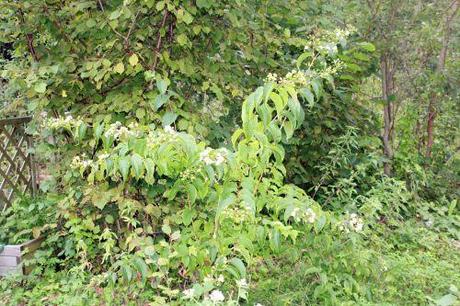 3 heptacodium romi 15 sept 2013 015.jpg