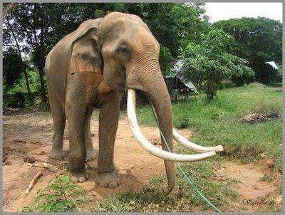 Le roi des éléphants de Thaïlande est mort [HD]