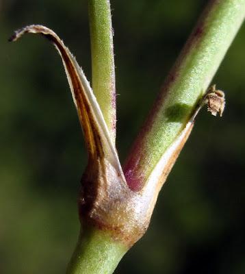Petrorhagia prolifera (Œillet prolifère)