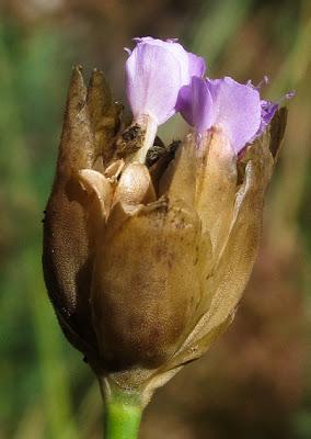 Petrorhagia prolifera (Œillet prolifère)