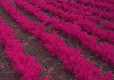 Deux types d’agriculture de précision : deux types de drone @image : www.exametrics.fr