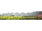 Rhum tradition anglaise direction Jamaïque avec Appleton