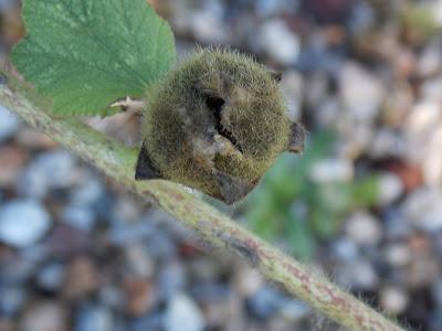 Rose trémière : récolte des graines