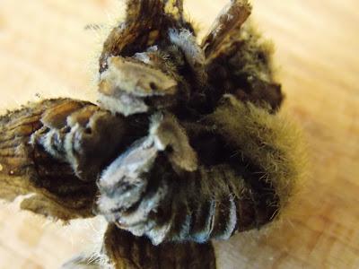 Rose trémière : récolte des graines