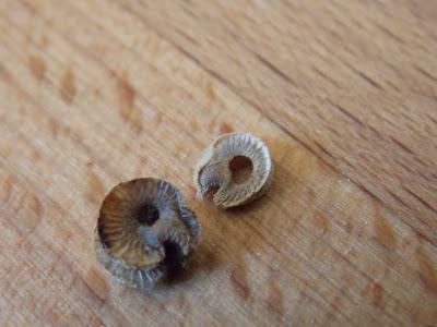 Rose trémière : récolte des graines