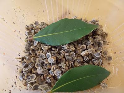 Rose trémière : récolte des graines