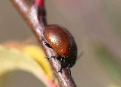 chrysolina polita romi 9 nov  2011 019 (5).jpg