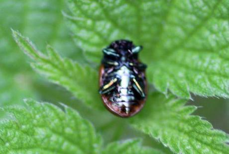 4 chrysolina romi 15 sept 2013 025.jpg