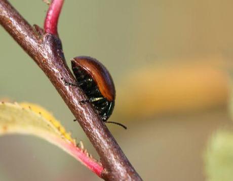 chrysolina polita romi 9 nov  2011 019 (6).jpg