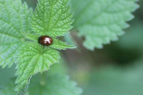 1 chrysolina romi 15 sept 2013 021.jpg