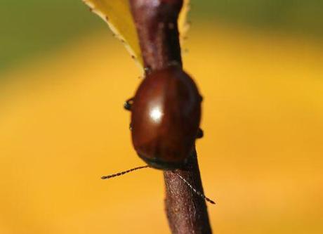 chrysolina polita romi 9 nov  2011 019 (1).jpg