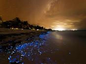 Quand terre reflete ciel magie Bioluminescence
