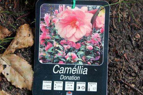 camellia 16 sept 2013 011.jpg