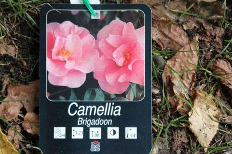 camellia 16 sept 2013 009.jpg