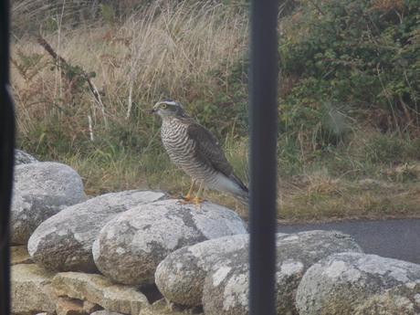 comme un reflet des choses