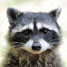 ♛ Raccoon are cool ♛