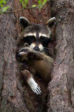 ♛ Raccoon are cool ♛