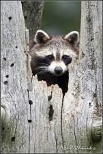 ♛ Raccoon are cool ♛