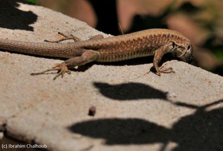 Lézard ou dino? Photo (C) Ibrahim Chalhoub