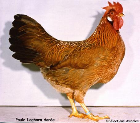 Poule-Leghorn-doree.jpg
