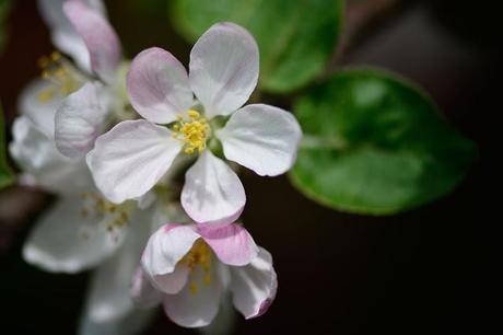 Fleurs de pommier, souvenirs du printemps...