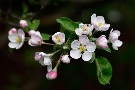Fleurs de pommier, souvenirs du printemps...