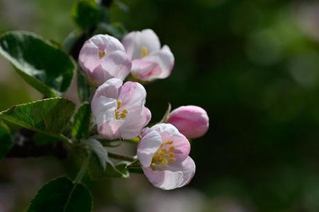 Fleurs de pommier, souvenirs du printemps...