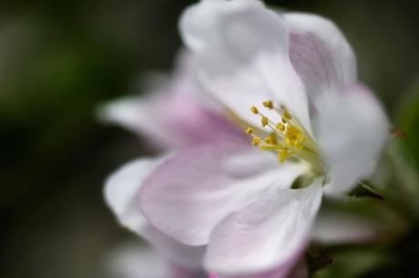 Fleurs de pommier, souvenirs du printemps...