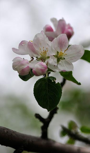 Fleurs de pommier, souvenirs du printemps...