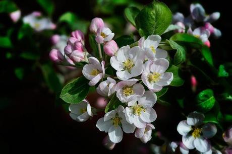 Fleurs de pommier, souvenirs du printemps...