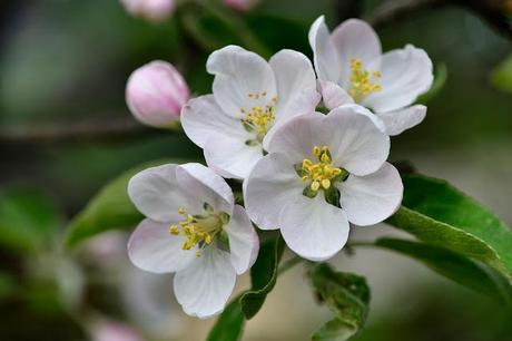 Fleurs de pommier, souvenirs du printemps...