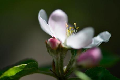 Fleurs de pommier, souvenirs du printemps...