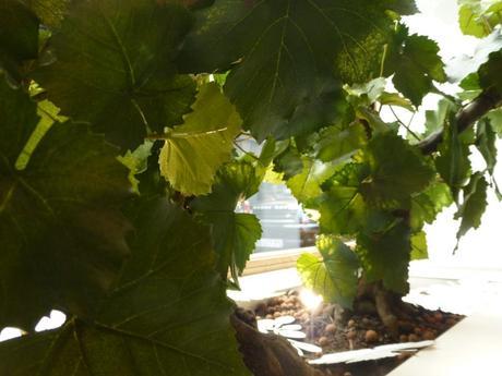 Caudalie s’offre une belle vitrine à Paris ! P1050011