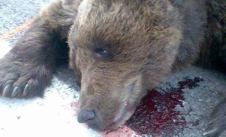 L'ourse Franska, morte sur la route qui longe le gave de Pau